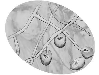 Разрушители. Грибки и грядущая пандемия - i_011.jpg