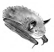 Разрушители. Грибки и грядущая пандемия - i_012.jpg