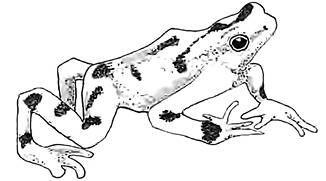 Разрушители. Грибки и грядущая пандемия - i_014.jpg