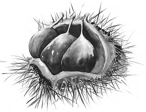 Разрушители. Грибки и грядущая пандемия - i_015.jpg