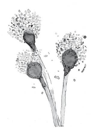 Разрушители. Грибки и грядущая пандемия - i_017.jpg