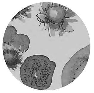 Разрушители. Грибки и грядущая пандемия - i_019.jpg