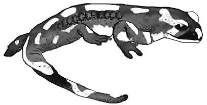 Разрушители. Грибки и грядущая пандемия - i_020.jpg