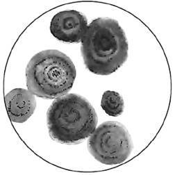 Разрушители. Грибки и грядущая пандемия - i_021.jpg