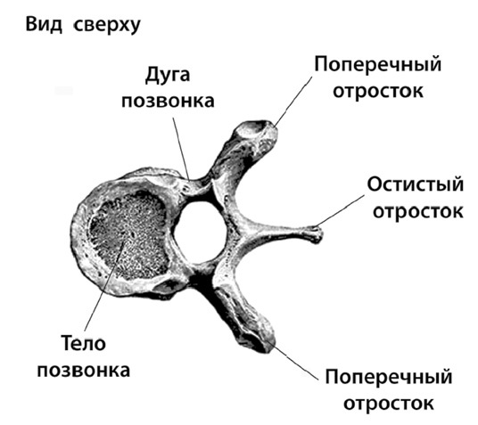 Остеохондроз, сколиоз, грыжа: легендарная методика при болях в спине - i_001.jpg