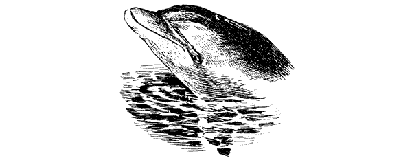 Этот обыкновенный загадочный дельфин - i_007.png