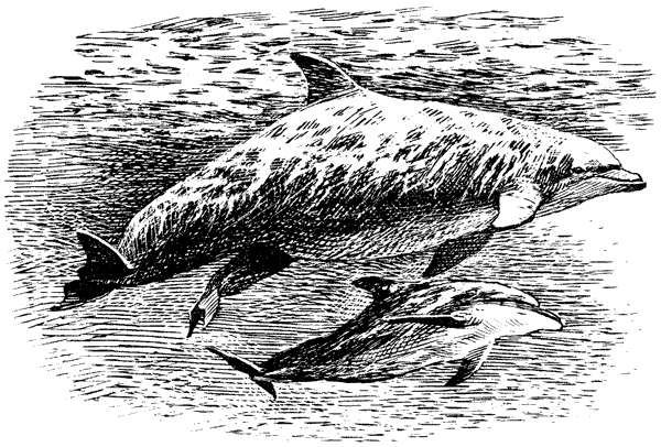 Этот обыкновенный загадочный дельфин - i_008.png