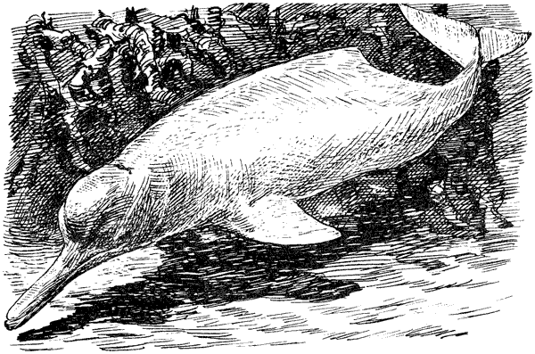 Этот обыкновенный загадочный дельфин - i_010.png