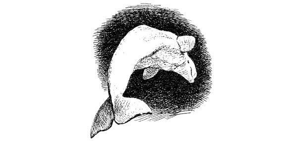 Этот обыкновенный загадочный дельфин - i_011.png