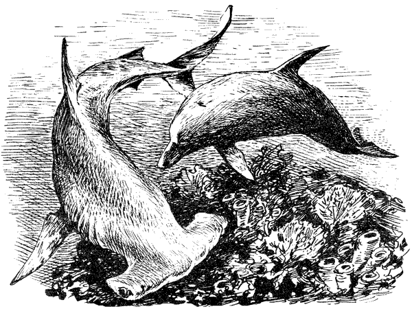 Этот обыкновенный загадочный дельфин - i_012.png