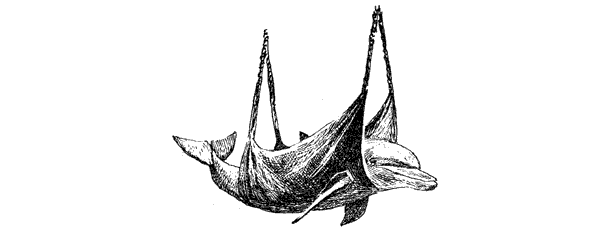 Этот обыкновенный загадочный дельфин - i_015.png