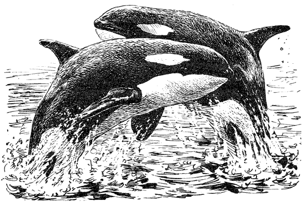 Этот обыкновенный загадочный дельфин - i_016.png