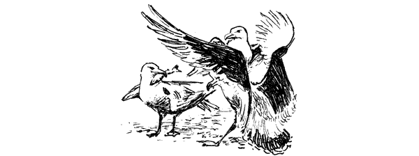 Этот обыкновенный загадочный дельфин - i_017.png