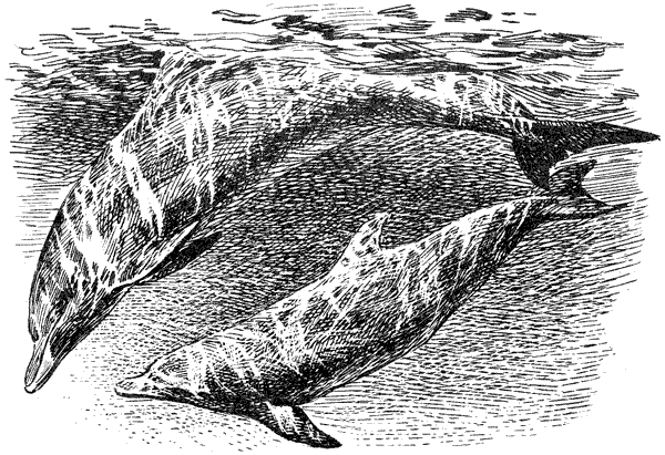 Этот обыкновенный загадочный дельфин - i_018.png