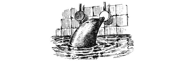 Этот обыкновенный загадочный дельфин - i_019.png