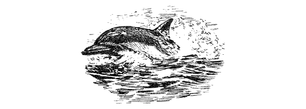 Этот обыкновенный загадочный дельфин - i_023.png