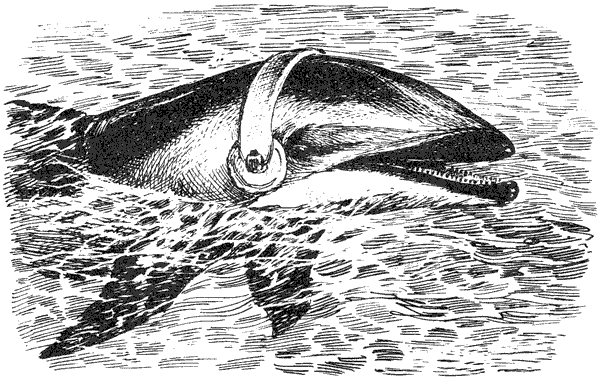 Этот обыкновенный загадочный дельфин - i_026.png