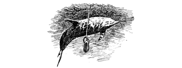 Этот обыкновенный загадочный дельфин - i_027.png