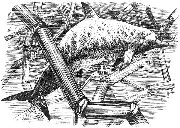 Этот обыкновенный загадочный дельфин - i_028.png