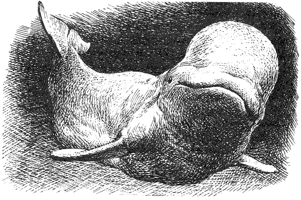 Этот обыкновенный загадочный дельфин - i_032.png