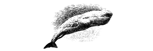 Этот обыкновенный загадочный дельфин - i_033.png