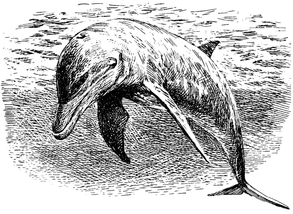 Этот обыкновенный загадочный дельфин - i_034.png