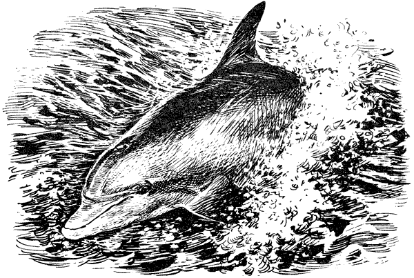 Этот обыкновенный загадочный дельфин - i_038.png