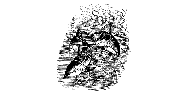 Этот обыкновенный загадочный дельфин - i_047.png