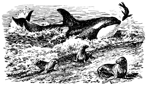 Этот обыкновенный загадочный дельфин - i_049.png