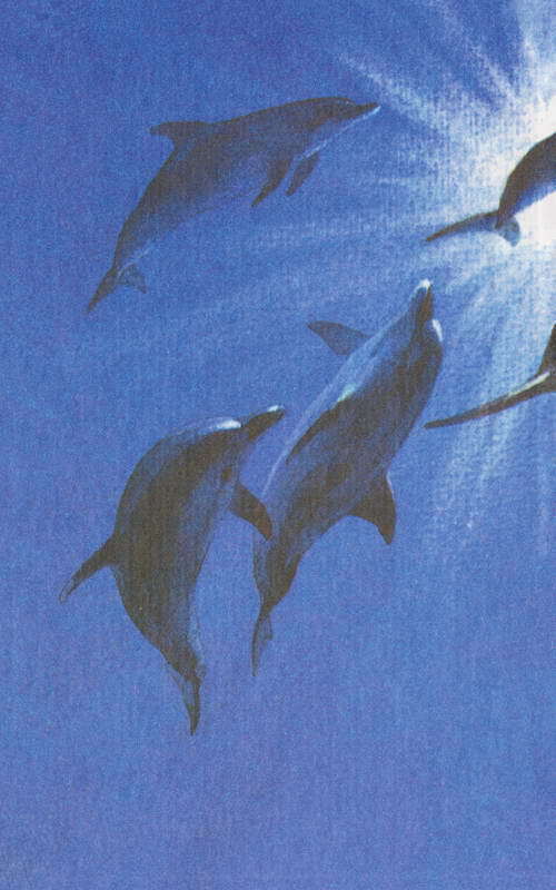 Этот обыкновенный загадочный дельфин - i_051.jpg