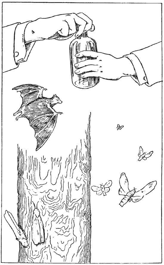 Путешествие в окружающие миры животных и людей. Теория значения - img_24.jpeg