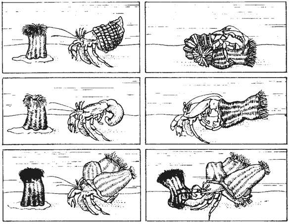 Путешествие в окружающие миры животных и людей. Теория значения - img_28.jpeg