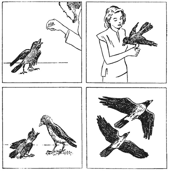 Путешествие в окружающие миры животных и людей. Теория значения - img_42.jpeg