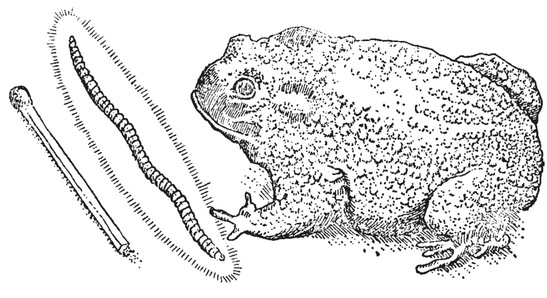 Путешествие в окружающие миры животных и людей. Теория значения - img_47.jpeg