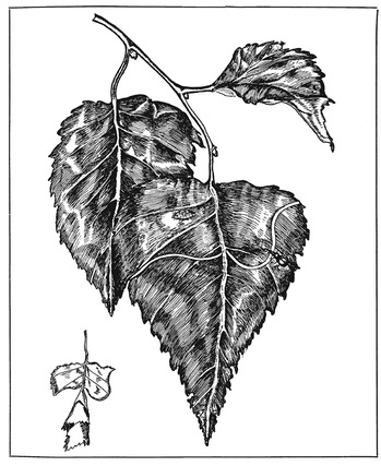 Путешествие в окружающие миры животных и людей. Теория значения - img_51.jpeg