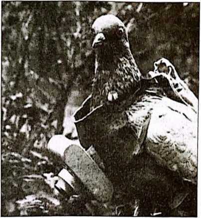 100 великих шпионских уловок - i_034.jpg