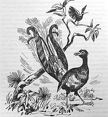 Сборник "Приключения Томека на разных континентах". Компиляция. кн.1-5 - i_024.jpg