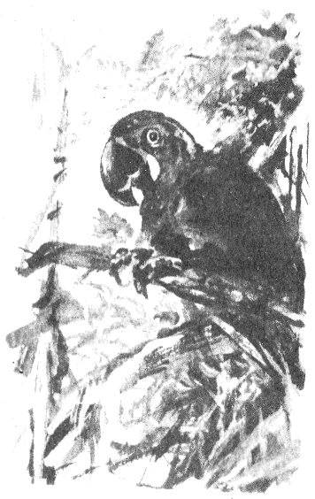 Сборник "Приключения Томека на разных континентах".Компиляция. кн. 6-8 - i_064.png