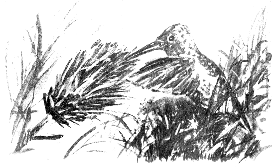 Сборник "Приключения Томека на разных континентах".Компиляция. кн. 6-8 - i_066.png