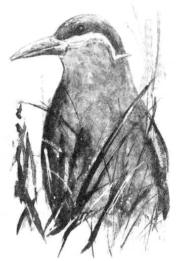 Сборник "Приключения Томека на разных континентах".Компиляция. кн. 6-8 - i_067.png