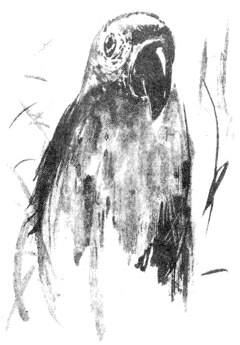 Сборник "Приключения Томека на разных континентах".Компиляция. кн. 6-8 - i_068.png