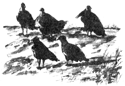 Сборник "Приключения Томека на разных континентах".Компиляция. кн. 6-8 - i_069.png