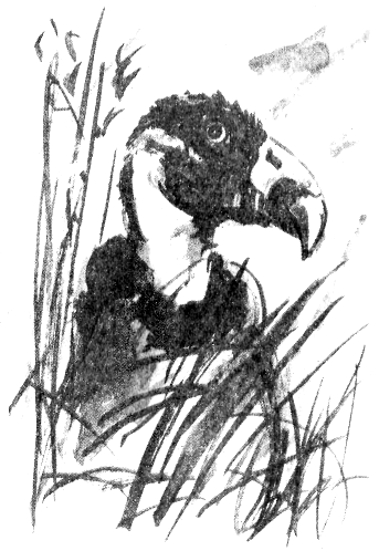 Сборник "Приключения Томека на разных континентах".Компиляция. кн. 6-8 - i_070.png