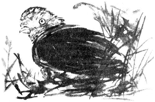 Сборник "Приключения Томека на разных континентах".Компиляция. кн. 6-8 - i_072.png