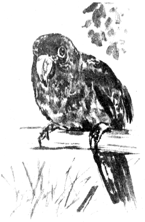 Сборник "Приключения Томека на разных континентах".Компиляция. кн. 6-8 - i_073.png