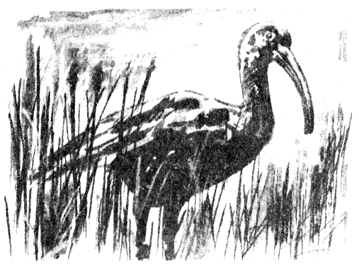 Сборник "Приключения Томека на разных континентах".Компиляция. кн. 6-8 - i_074.png