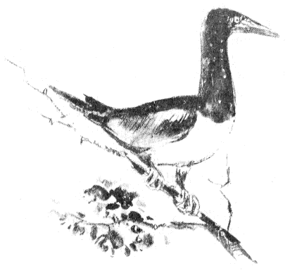 Сборник "Приключения Томека на разных континентах".Компиляция. кн. 6-8 - i_077.png