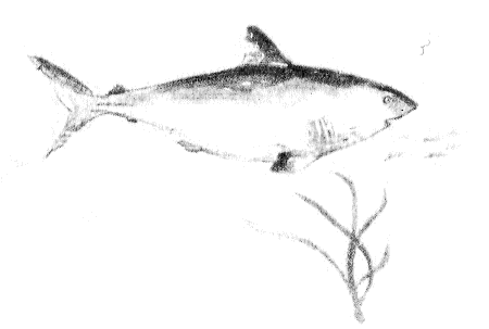 Сборник "Приключения Томека на разных континентах".Компиляция. кн. 6-8 - i_078.png