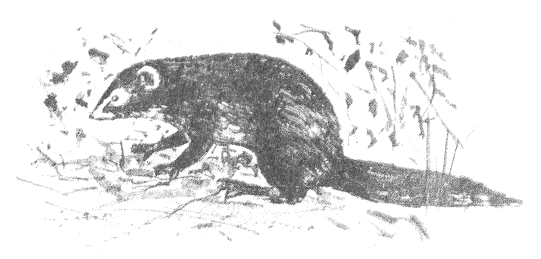 Сборник "Приключения Томека на разных континентах".Компиляция. кн. 6-8 - i_079.png