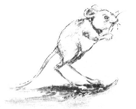 Сборник "Приключения Томека на разных континентах".Компиляция. кн. 6-8 - i_080.png